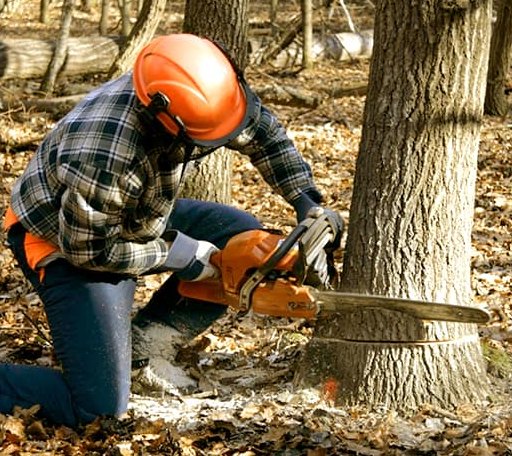 Tree Removal in Belmont, LA